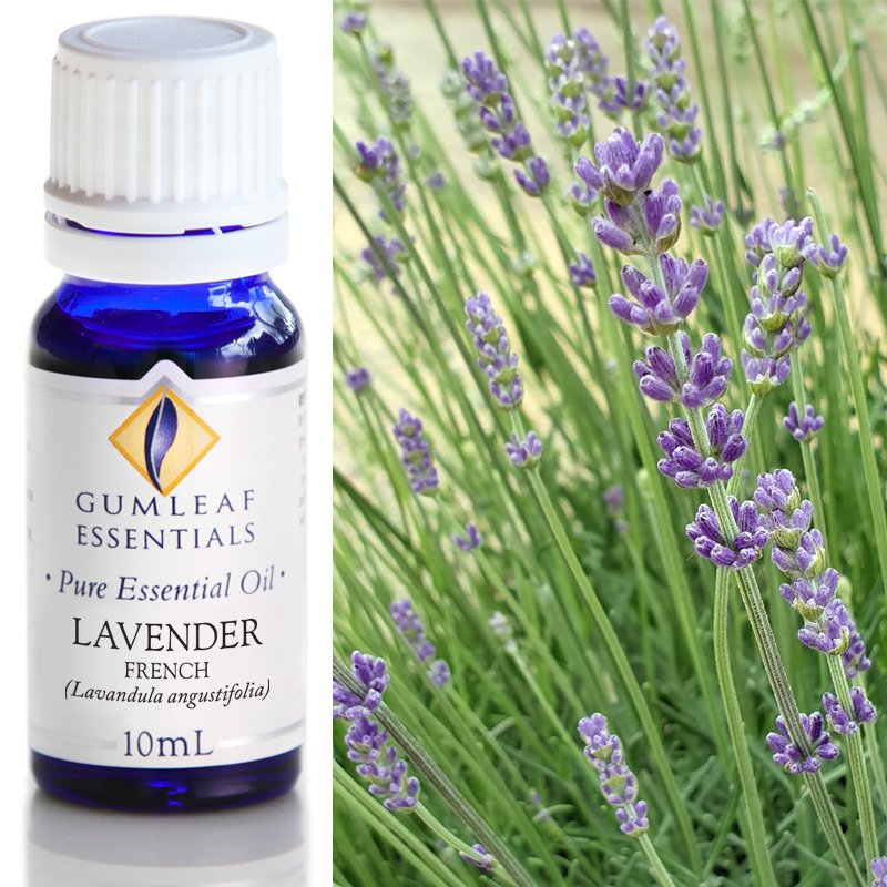 Gumleaf Lavender Essential oil