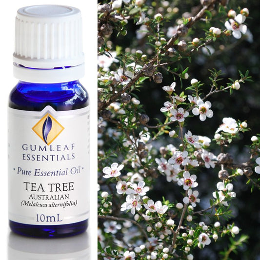 Gumleaf Tea Tree Essential Oil