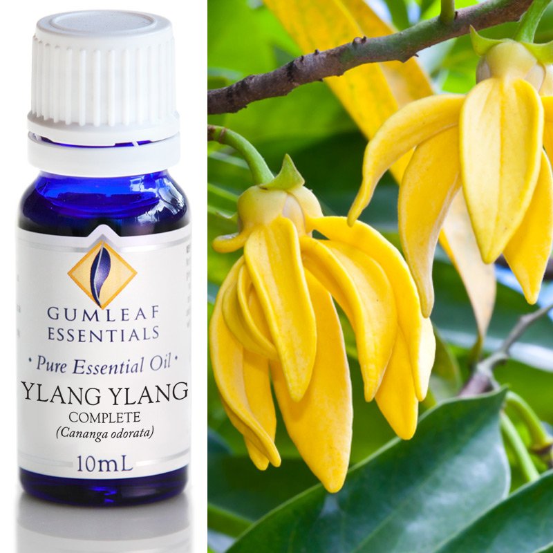 Gumleaf Ylang Ylang Essential Oil